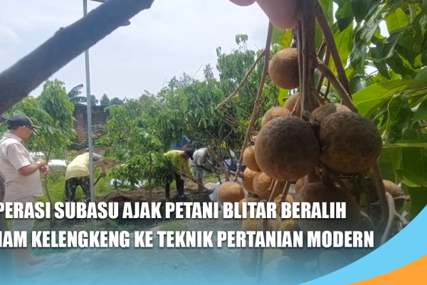 Koperasi Subasu Ajak Petani Blitar Beralih Tanam Kelengkeng ke Teknik Pertanian Modern