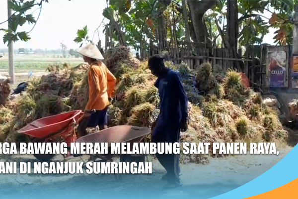 Harga Bawang Merah Melambung saat Panen Raya, Petani di Nganjuk Sumringah