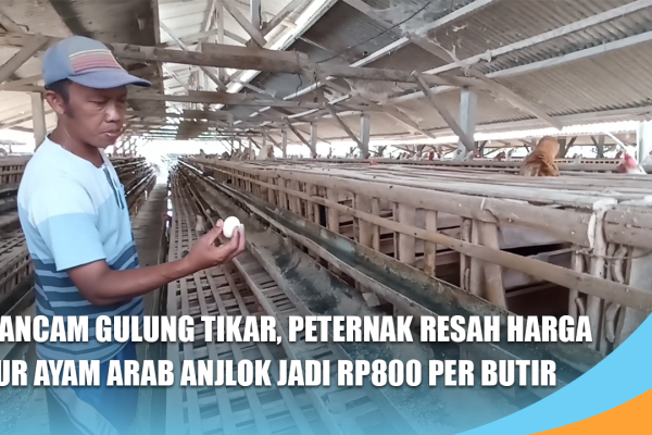 Terancam Gulung Tikar, Peternak Resah Harga Telur Ayam Arab Anjlok Jadi Rp800 Per Butir